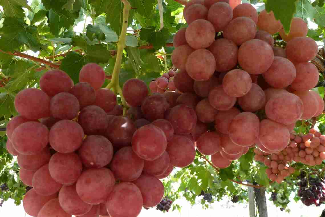 Вирощування винограду Гурман