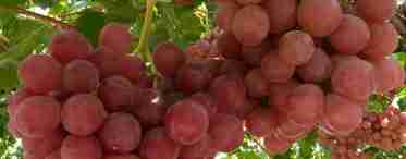 Вирощування винограду Гурман
