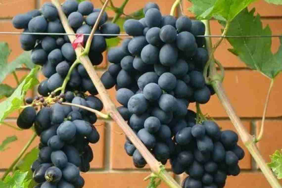 Сорт винограду Галія
