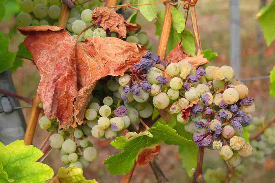 Чому випадає виноград