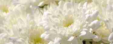 Хризантемы - осеннее украшение сада