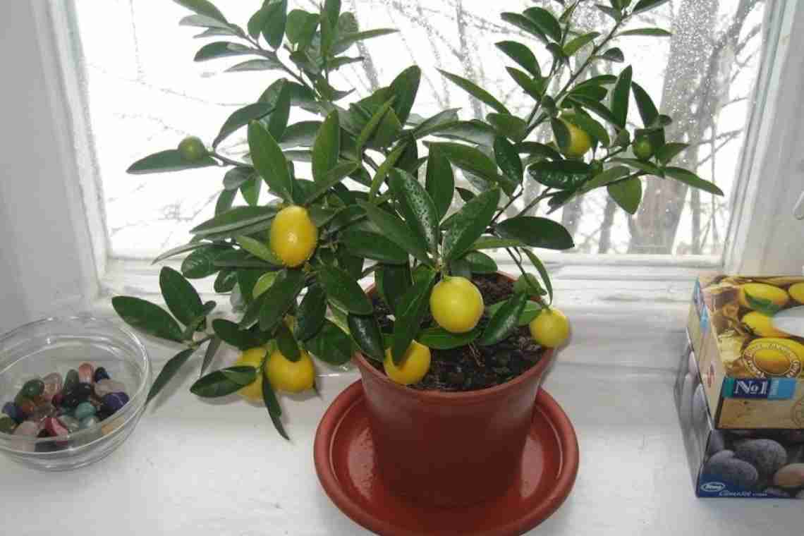 Лимонне дерево будинку: догляд і вирощування