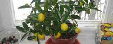 Лимонне дерево будинку: догляд і вирощування