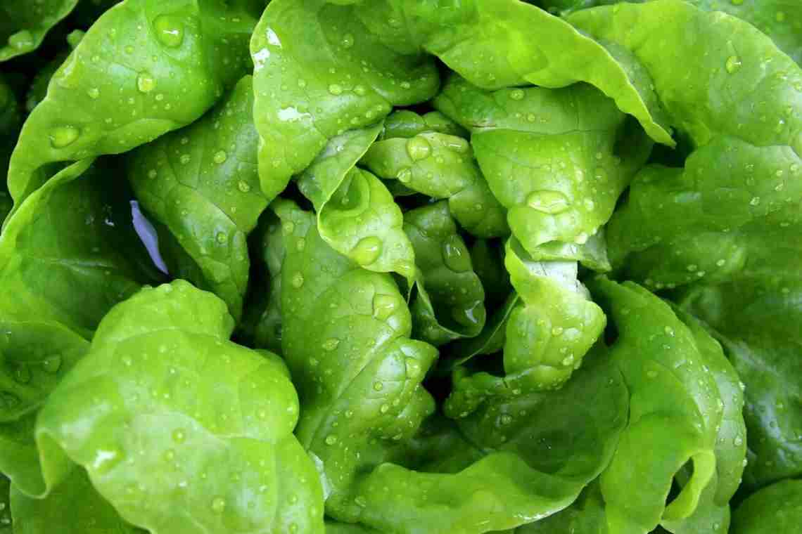 Легкий салат з салатного листя