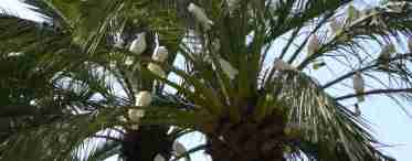 Шари Пальмове листя (Palmiers) з горіховою начинкою