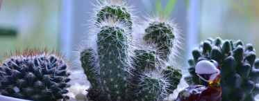 Кімнатні рослини кактуси