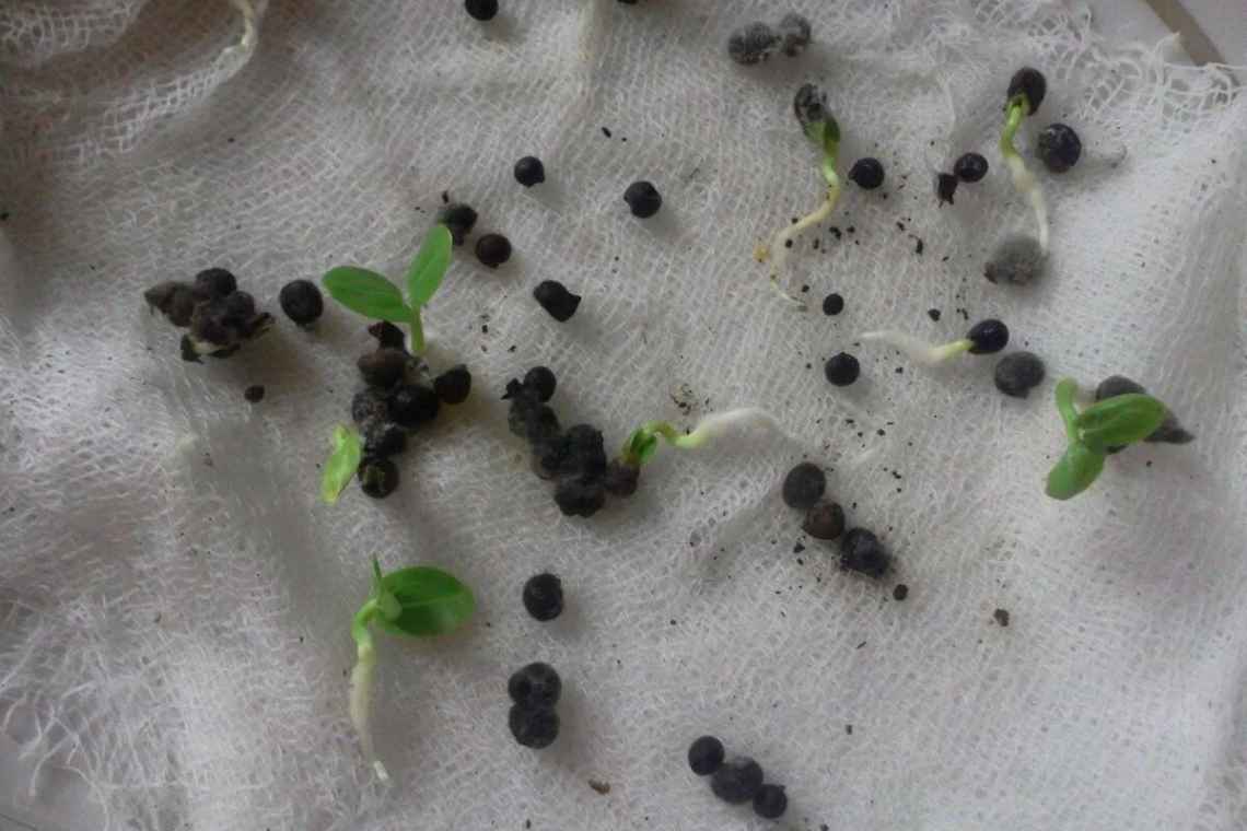 Як виростити кімнатну рослину з насіння?