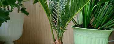 Пересадка пальми