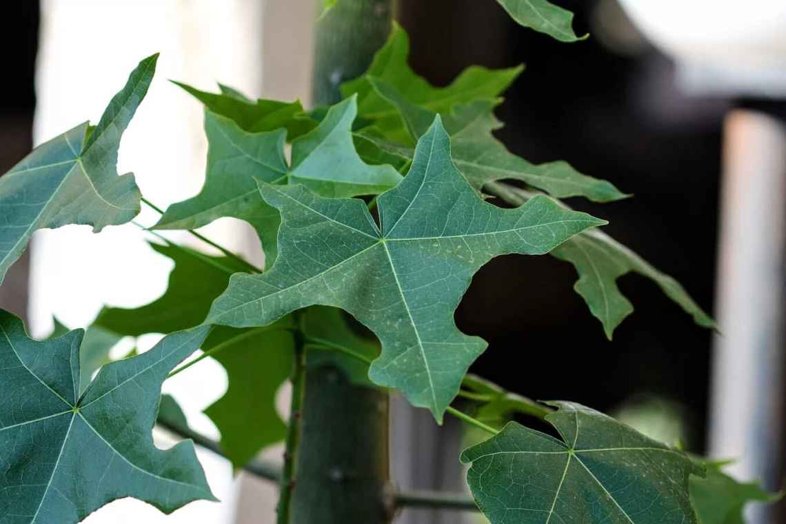 Брахіхітон - оригінальна рослина у вашому домі