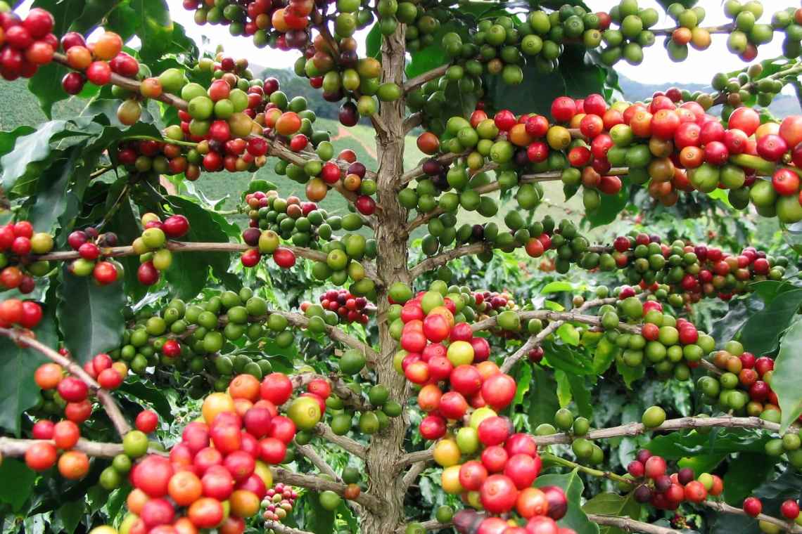 Як виростити кавове дерево будинку
