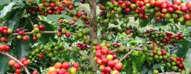 Як виростити кавове дерево будинку