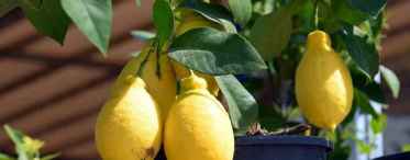 Лимонне дерево: труднощі у догляді