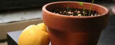 Як виростити авокадо з кісточки?