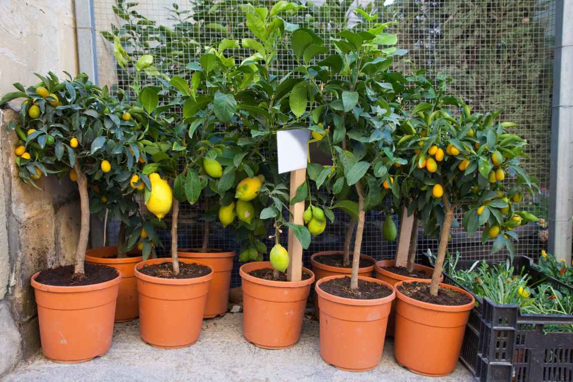 Вирощування лимона в домашніх умовах - дуже трудомісткий процес