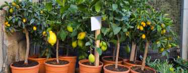 Вирощування лимона в домашніх умовах - дуже трудомісткий процес