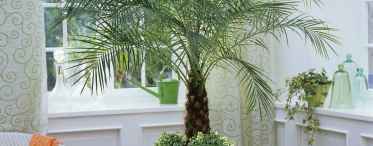 Перисті пальми та їх вирощування
