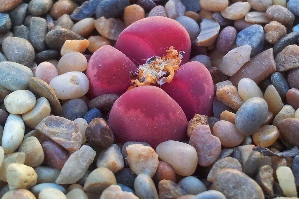 Літопси з насіння - живе каміння