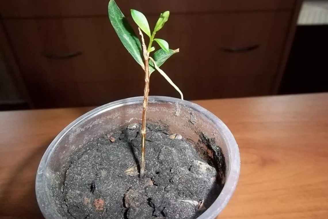Як виростити гранат із насіння