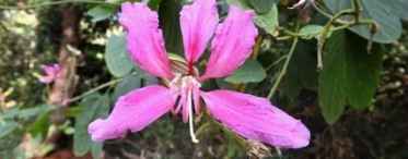 Квітка-метелик баухінія