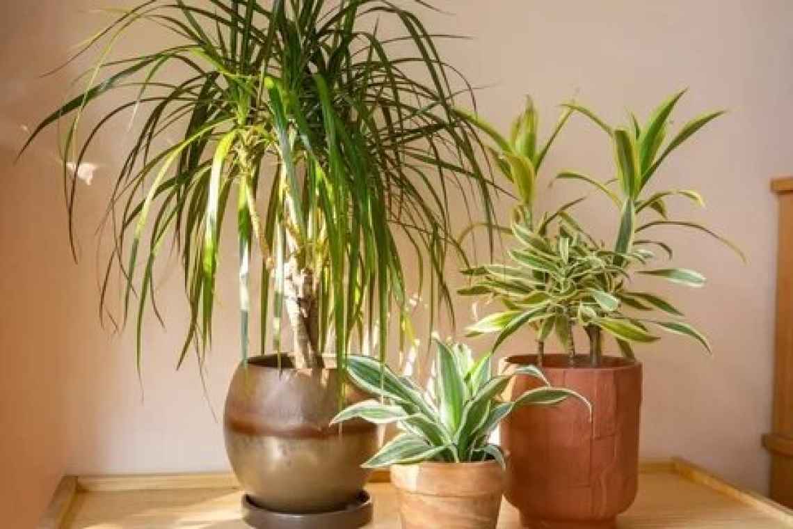 Кімнатні рослини за знаками зодіаку