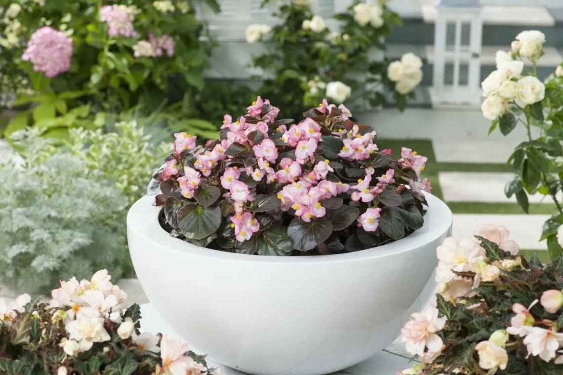 Бегонія клубнева - квітуча краса на підвіконнях і в садах