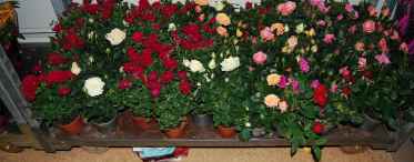 Вирощування суданської троянди в домашніх умовах
