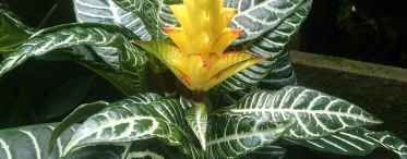 Квітка афеландра - примхлива, осінній колосок у вашому будинку