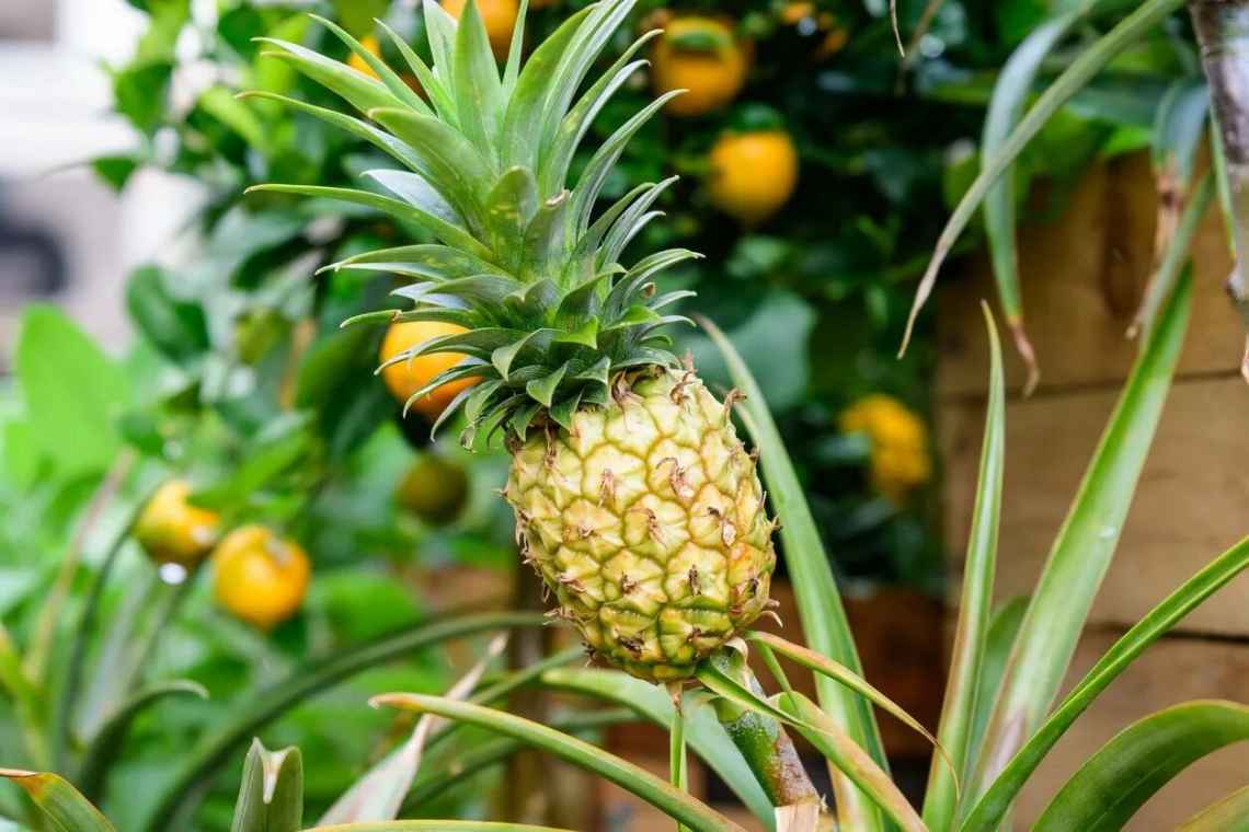 Як росте ананас у наших широтах