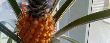 Вирощування ананаса в домашніх умовах