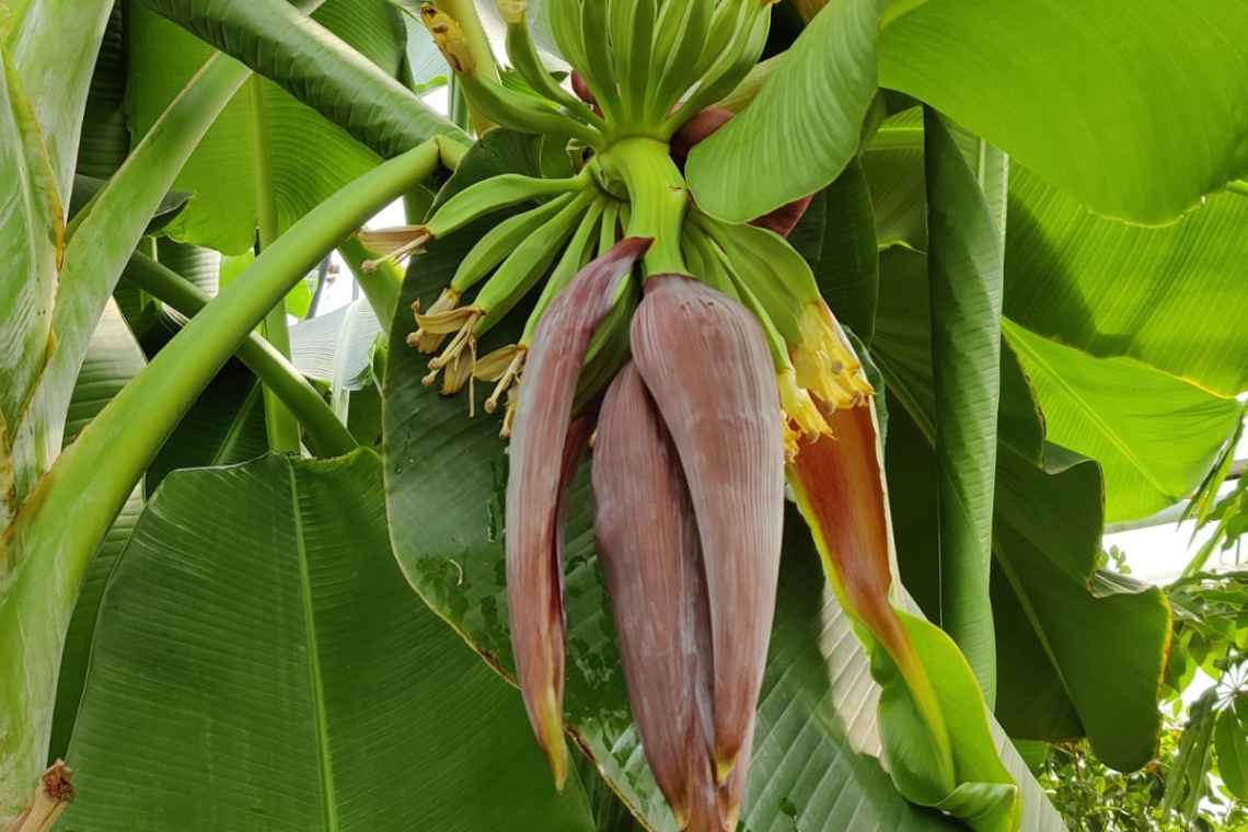 Дивовижна кімнатна рослина банан