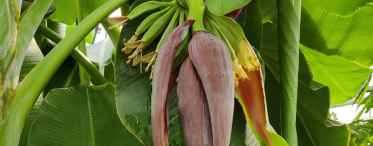 Дивовижна кімнатна рослина банан
