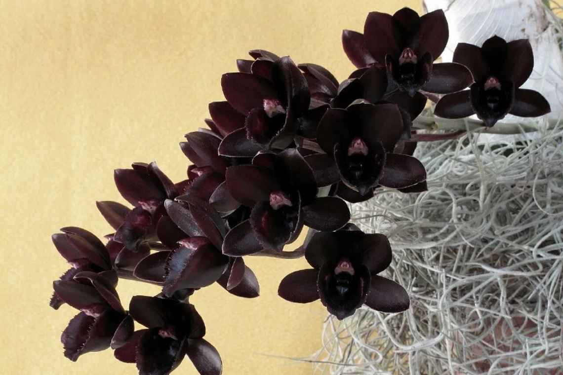 Чи існує квітка чорна орхідея?