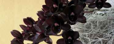 Чи існує квітка чорна орхідея?
