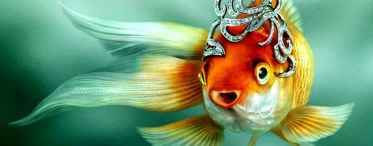Чарівна риба «Три бажання»