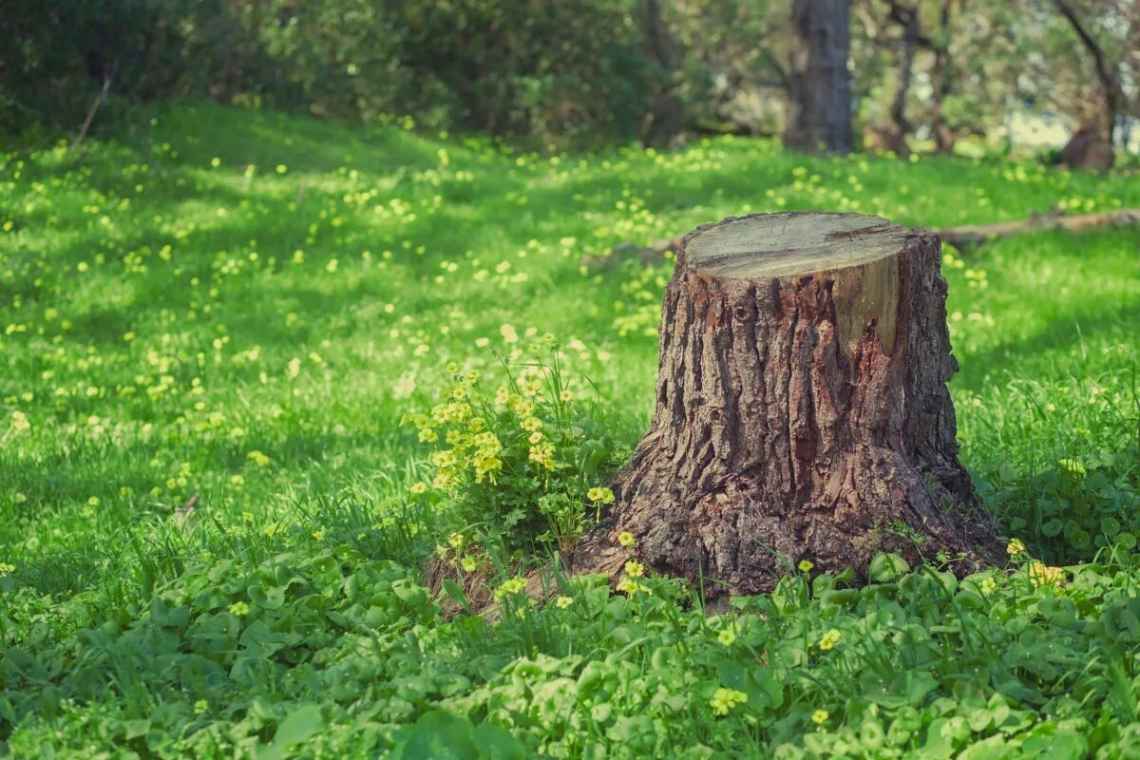 6 способів позбутися марного пня на ділянці