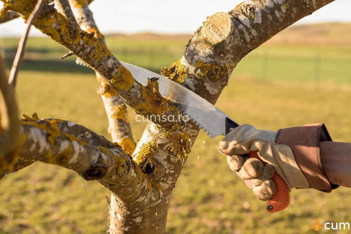 8 помилок садівників, які можуть коштувати їм улюблених троянд