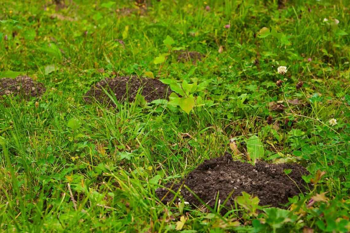 Як позбутися набридлих пнів на ділянці без корчування