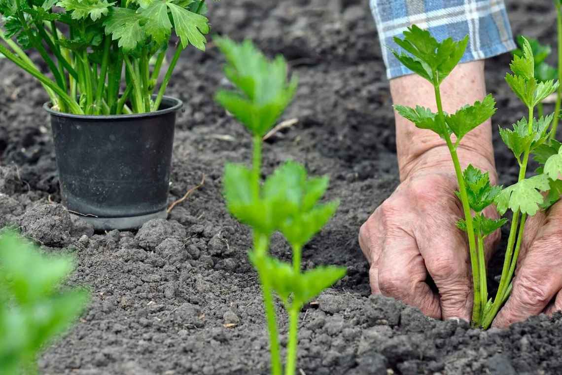 Готуємо насіння петрушки до посадки - сходи з'являться швидше, ніж у сусідів